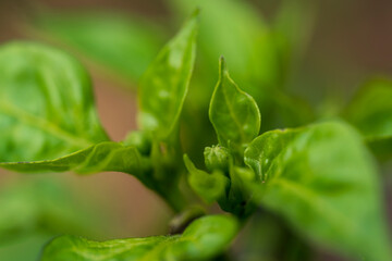 Chili blossom in close up view with green and soft bokeh background