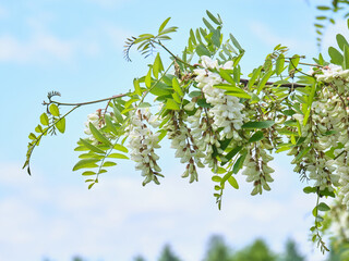 ニセアカシア（ハリエンジュ）の花 / Locust tree flowers