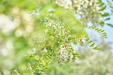 ニセアカシア（ハリエンジュ）の花 / Locust tree flowers
