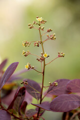 Branches with the blooming of Cotinus coggygria Royal Purple