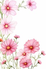 Fototapeta premium cosmos themed frame or border for photos . delicate pink and white flowers. watercolor illustration, white color background.