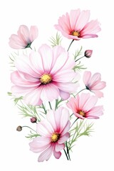 cosmos themed frame or border for photos . delicate pink and white flowers. watercolor illustration,  white color background.