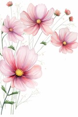 cosmos themed frame or border for photos . delicate pink and white flowers. watercolor illustration,  white color background.