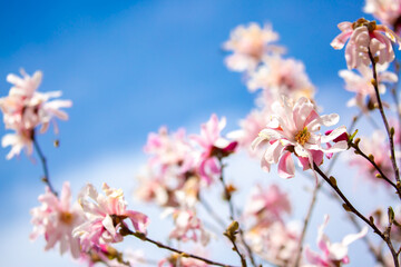 Blooming magnolia in spring. Beautiful buds of pink flowers close-up with blurred space for text.