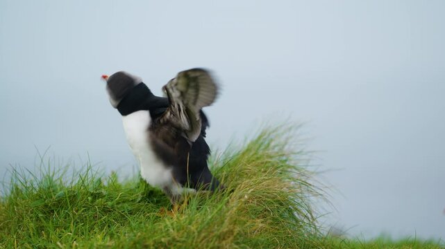Puffin Bird Spreads its Wings and Shakes its Black and White Feathers