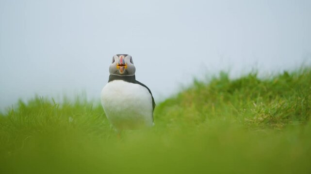 Perched Puffin (Fratercula) Yawning and Shaking its Head STATIC