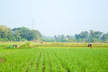 a farmer is planting rice in the traditional way without using machines and wearing traditional hats made from woven bamboo in the morning