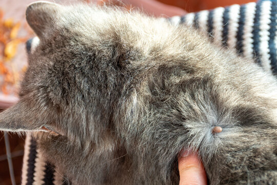 An insect tick in the fur of a gray cat