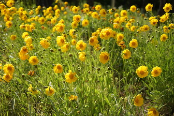 The flowers and leaves are beautiful