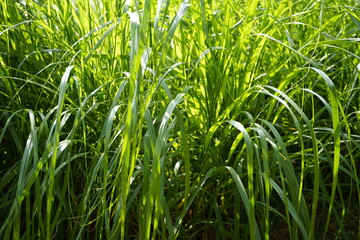 green leaves are beautiful
