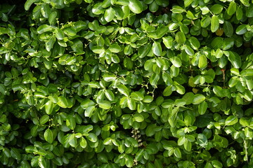 green leaves are beautiful