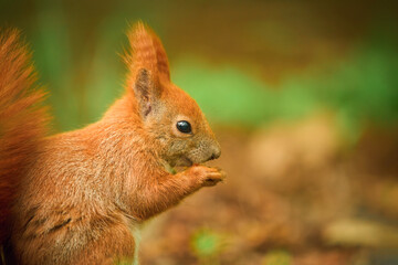 Close-up squirrel eating food. Small paws grasp meal. Hungry and cute.