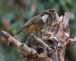 White throated laughingthrush bird perched on a branch with use of selective focus