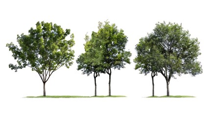 Obraz premium Four Trees isolated on white background : Generative AI