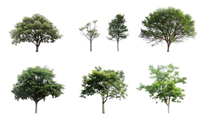 Collection of isolated tree on white background : Generative AI