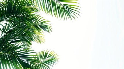 Fototapeta premium palm leaves isolated on white background : Generative AI
