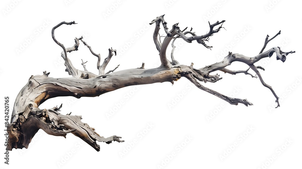 Poster Dead tree isolated on a white background clipping  path : Generative AI