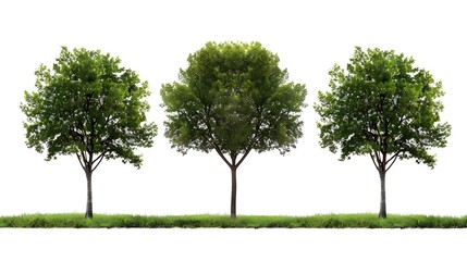 Obraz premium Four Trees isolated on white background : Generative AI