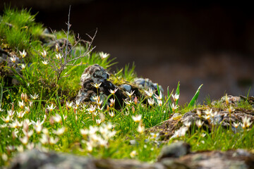 Spring flowers under the rays of sunlight. Snowdrops close-up. Beautiful landscape of nature. Hi spring. Beautiful flowers on a green meadow.
