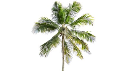 Coconut palm tree isolated on white backgroundCollection of palm tree : Generative AI