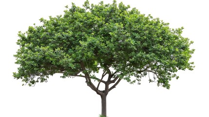 Cutout tree for use as a raw material for editing work isolated beautiful fresh green deciduous almond tree on white background with clipping path : Generative AI