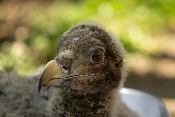Endangered Bird of prey, Barbatus, Lammergeier, Beared Vulture..