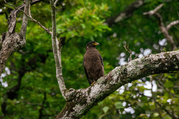 Fototapeta premium Crested Serpent Eagle perched on a branch at Nagarhole tiger reserve.