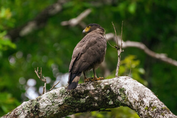 Crested Serpent Eagle perched on a branch at Nagarhole  tiger reserve.