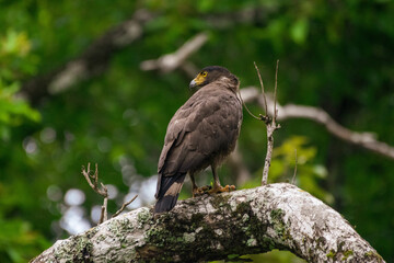 Crested Serpent Eagle perched on a branch at Nagarhole  tiger reserve.