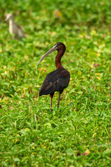 Potrait of Glossy Ibis on a wetland in Chennai