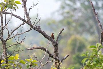 Rufous Woodpecker perched on a tree, Wayanad, Kerala, India
