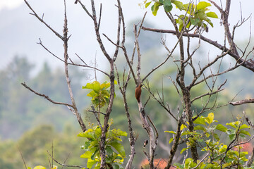 Rufous Woodpecker perched on a tree, Wayanad, Kerala, India