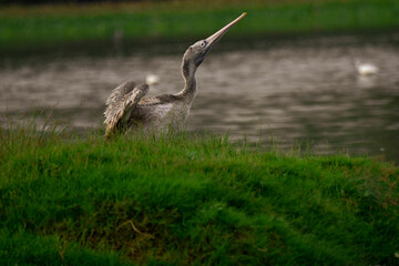 Spot billed pelican action shot captured at Chennai, Tamilnadu, India