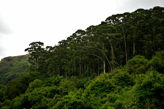 Landscape of trees on a mountain slope at Kodaikanal, Tamilnadu, Indai
