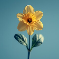 Fototapeta premium Radiant Yellow Daffodil Flower Blooming under Blue Sky - Realistic 8k HD Photography with Soft Light and Shadow on White Background