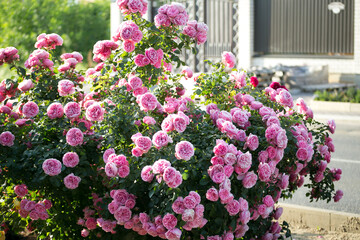 Pink Roses Leonardo da Vinci in garden