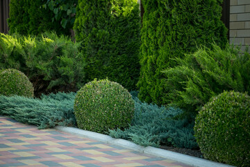 composition of coniferous evergreens in the garden