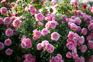 Pink Roses Leonardo da Vinci in garden