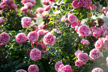 Pink Roses Leonardo da Vinci in garden