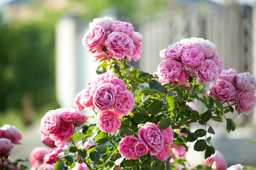 pink rose in the garden