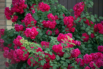 flowers in a garden, 
rose in the garden, climbing rose, red rose