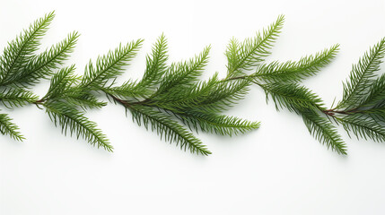 A Photo of Pine leaves isolated on white background.