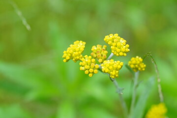 ハハコグサの花