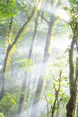Himalayan forest during sunrise.