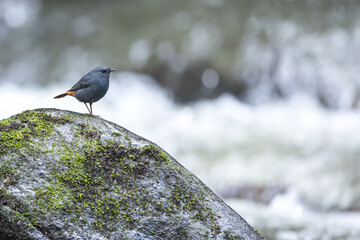A male plumbeous water redstart perches on a rock.