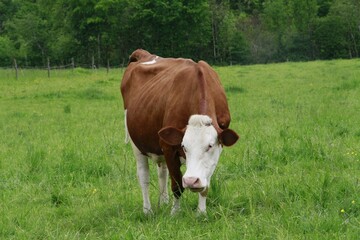 Obraz premium Vaches dans le Jura 
