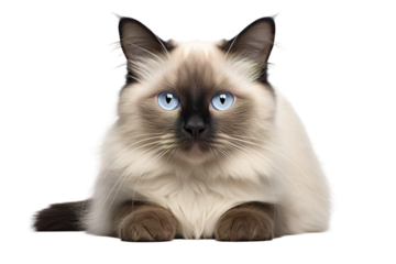 The Dreaming Siamese: A Whiskered Oasis of Tranquility on White or PNG Transparent Background.