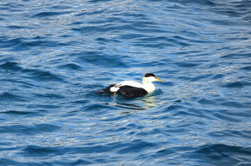 Norway. The landscapes of Svalbard in Springtime