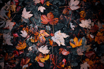 Autumn leaves