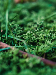 Green grass
